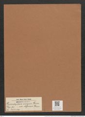 Grammatophora insignis var. doljensis Grun. (de-Toni-Nr.: Genus 93, Species 3031) Zeichnungen Sammlung Grunow Mappe 03211 (Herbarium_W_Grunow_drawings_Folder_03211)